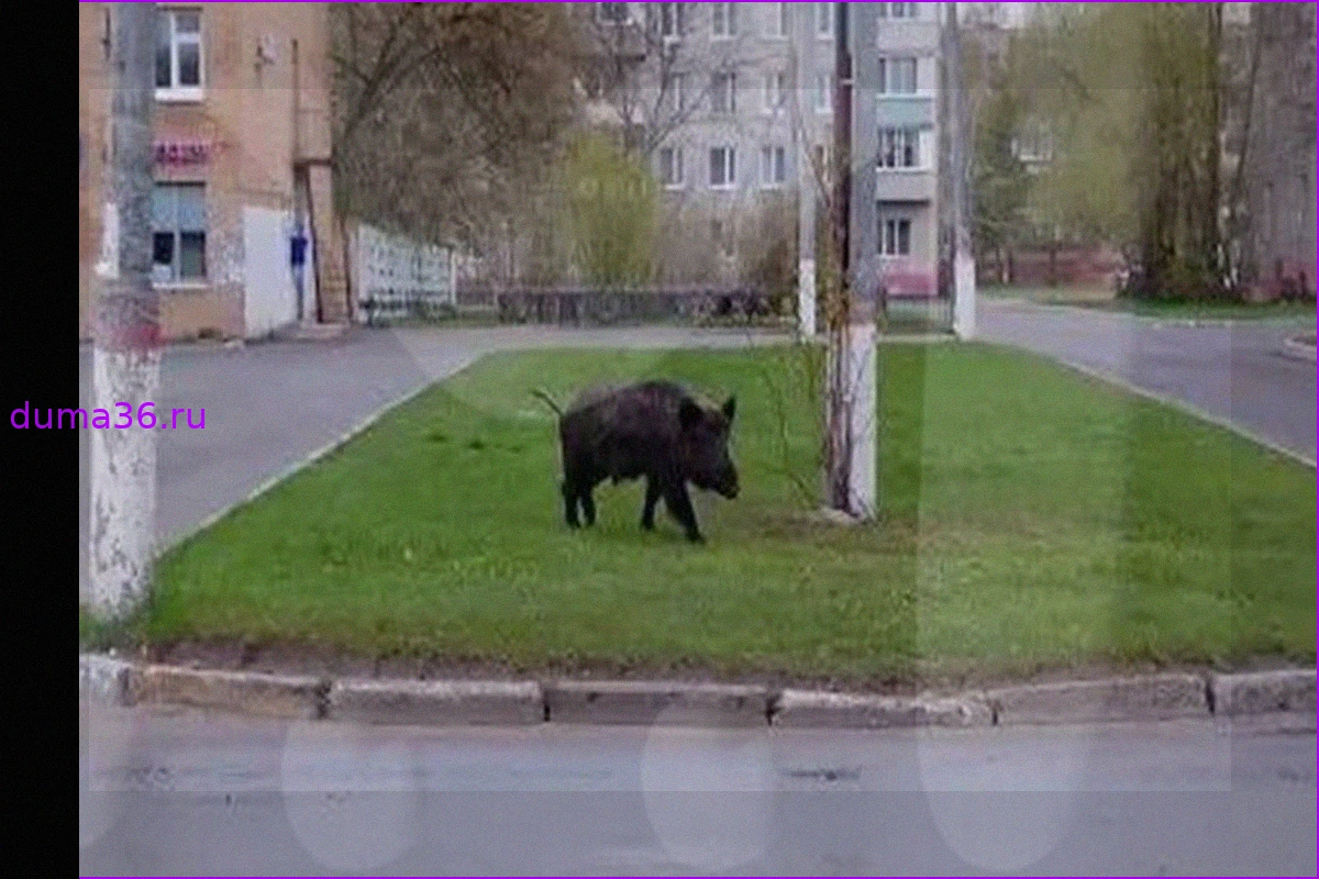 Дикий кабан напугал школьников и родителей в Подмосковье